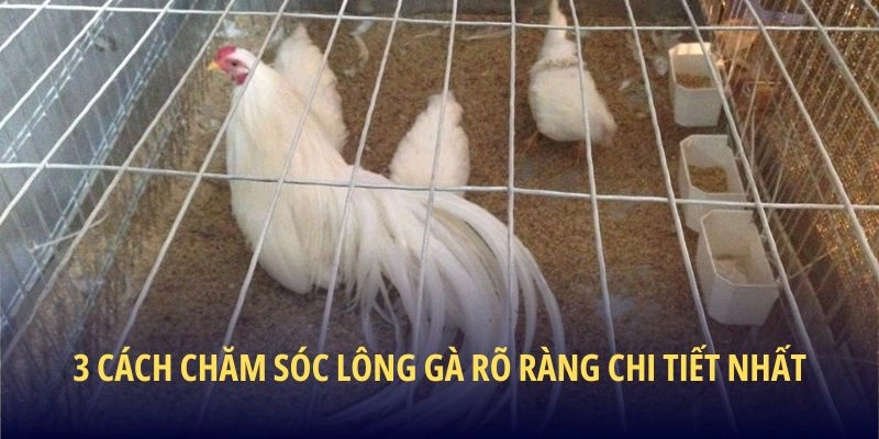 3 cách chăm sóc lông gà rõ ràng chi tiết nhất