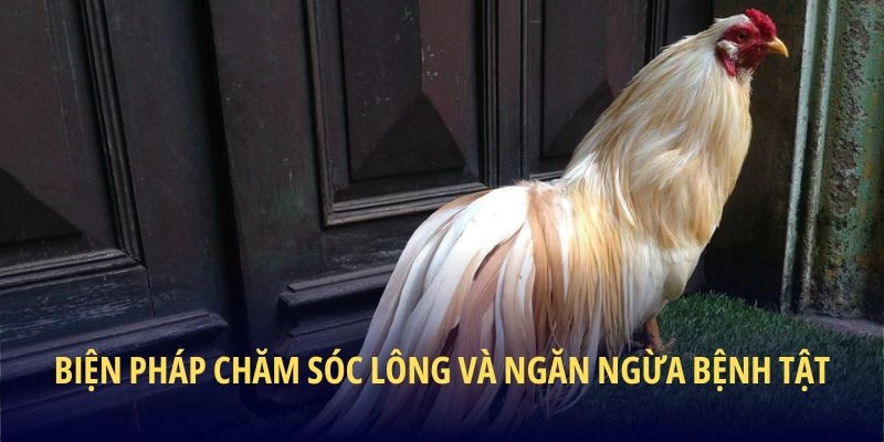 Biện pháp chăm sóc lông và ngăn ngừa bệnh tật