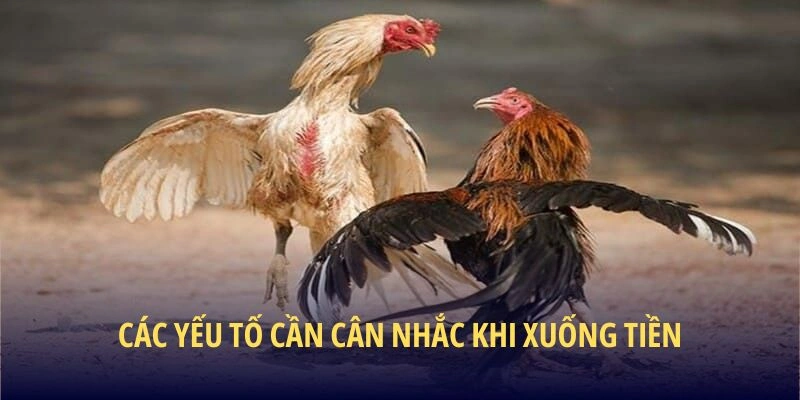 Các yếu tố cần cân nhắc khi xuống tiền