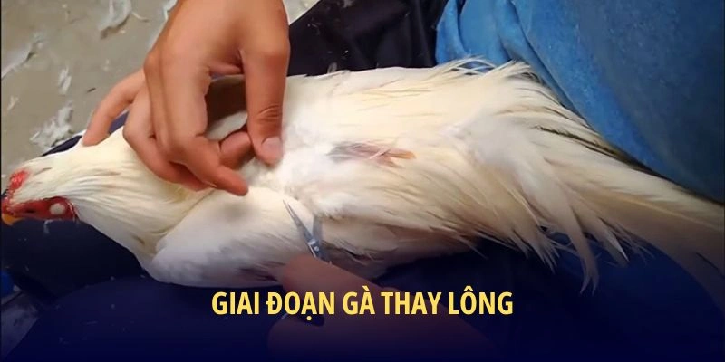Giai đoạn gà thay lông