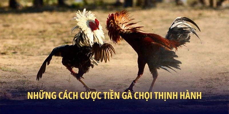 Những cách cược tiền gà chọi thịnh hành