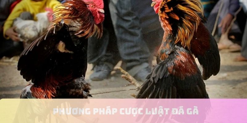 Các phương pháp gia tăng tỷ lệ thắng khi cược