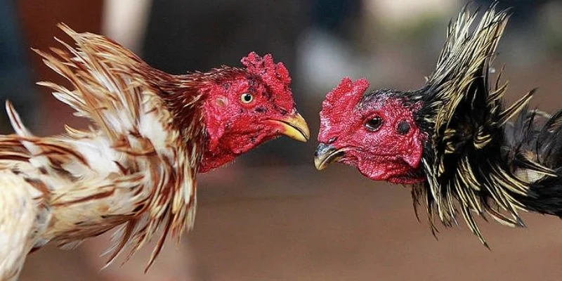 Các thuật ngữ đá gà cần nắm