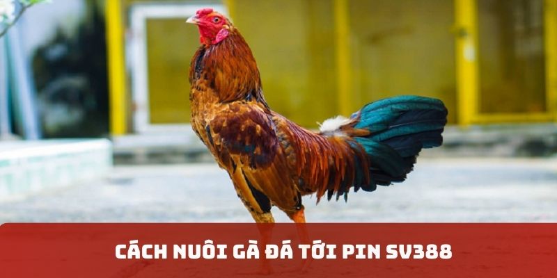cách nuôi gà đá tới pin sv388