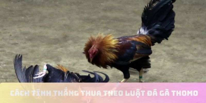 Cách tính thắng thua đá gà online