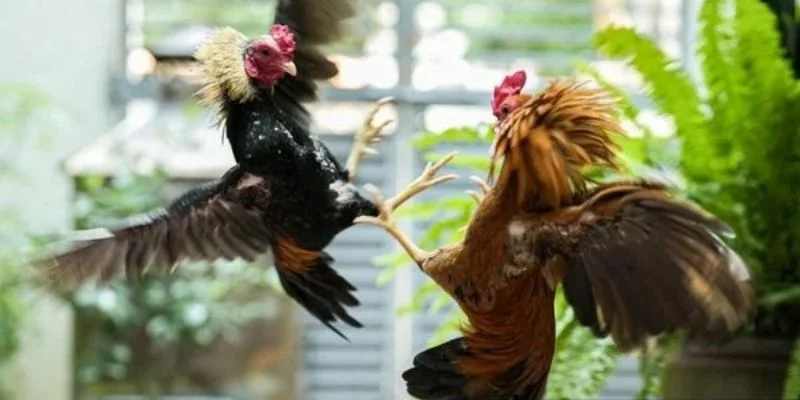 Hướng dẫn áp dựng thuật ngữ trong đá gà