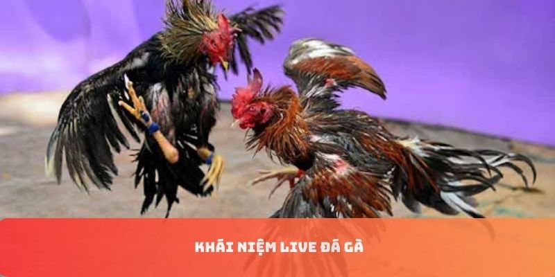 Khái niệm live đá gà SV388