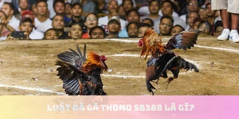 Luật đá gà thomo chi tiết
