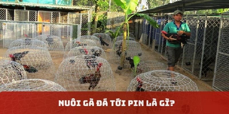 nuôi gà đá tới pin