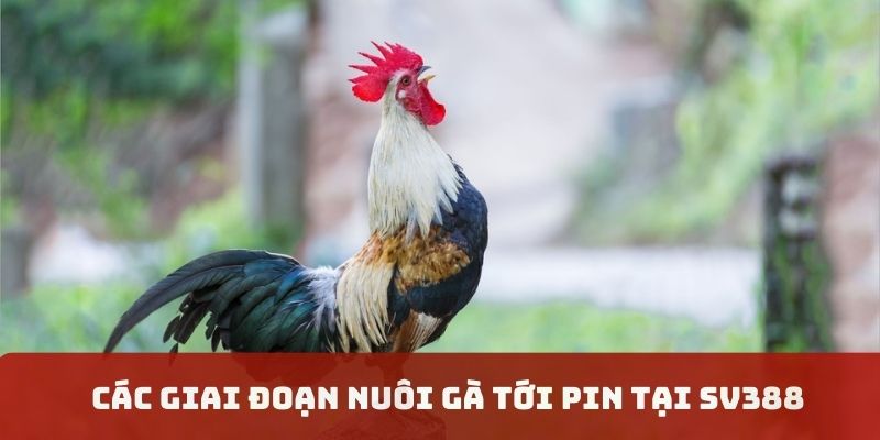 Quy trình giai đoạn nuôi gà chính xác